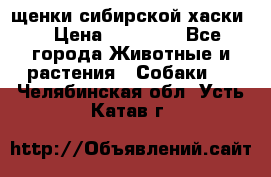 щенки сибирской хаски  › Цена ­ 10 000 - Все города Животные и растения » Собаки   . Челябинская обл.,Усть-Катав г.